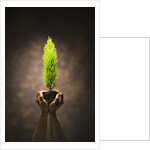 Hands Holding Small Tree by Anonymous