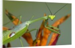 Praying Mantis on Orange Heliconia Flower by Anonymous