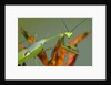 Praying Mantis on Orange Heliconia Flower by Anonymous