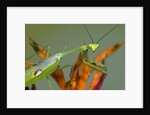 Praying Mantis on Orange Heliconia Flower by Anonymous