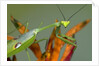 Praying Mantis on Orange Heliconia Flower by Anonymous