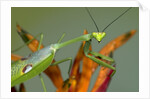 Praying Mantis on Orange Heliconia Flower by Anonymous