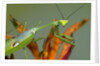 Praying Mantis on Orange Heliconia Flower by Anonymous