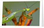 Praying Mantis on Orange Heliconia Flower by Anonymous