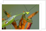 Praying Mantis on Orange Heliconia Flower by Anonymous