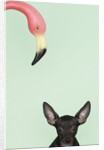 Chihuahua underneath a pink flamingo by Anonymous