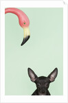 Chihuahua underneath a pink flamingo by Anonymous