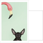 Chihuahua underneath a pink flamingo by Anonymous