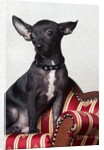 Black chihuahua perking his ears by Anonymous