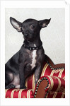 Black chihuahua perking his ears by Anonymous