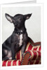 Black chihuahua perking his ears by Anonymous