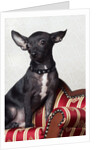 Black chihuahua perking his ears by Anonymous