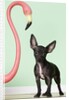 Chihuahua next to pink flamingo by Anonymous