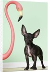 Chihuahua next to pink flamingo by Anonymous