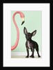 Chihuahua next to pink flamingo by Anonymous