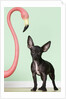 Chihuahua next to pink flamingo by Anonymous