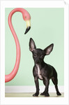 Chihuahua next to pink flamingo by Anonymous