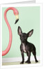 Chihuahua next to pink flamingo by Anonymous