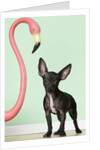 Chihuahua next to pink flamingo by Anonymous