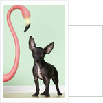 Chihuahua next to pink flamingo by Anonymous