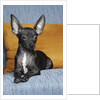 Black chihuahua by Anonymous