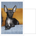 Black chihuahua by Anonymous