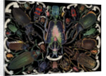 Die-Cut Scrap with Variety of Beetles by Anonymous