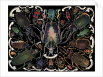 Die-Cut Scrap with Variety of Beetles by Anonymous