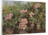 Postcard with Flowers Reflected in Water by Anonymous