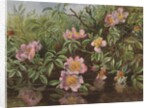 Postcard with Flowers Reflected in Water by Anonymous