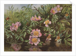 Postcard with Flowers Reflected in Water by Anonymous