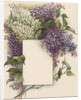 Victorian Illustration of Lilac Border by Anonymous