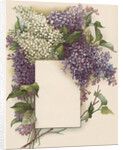Victorian Illustration of Lilac Border by Anonymous
