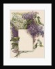 Victorian Illustration of Lilac Border by Anonymous