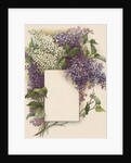 Victorian Illustration of Lilac Border by Anonymous