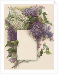 Victorian Illustration of Lilac Border by Anonymous