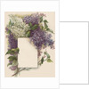 Victorian Illustration of Lilac Border by Anonymous
