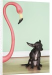 Chihuahua next to a pink flamingo by Anonymous