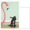 Chihuahua next to a pink flamingo by Anonymous