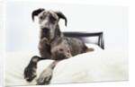 Great Dane on bed by Anonymous