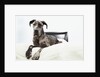 Great Dane on bed by Anonymous
