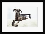 Great Dane on bed by Anonymous