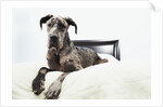 Great Dane on bed by Anonymous