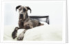 Great Dane on bed by Anonymous