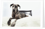 Great Dane on bed by Anonymous