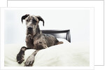 Great Dane on bed by Anonymous