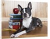 Boston terrier sitting next to a stack of books by Anonymous