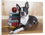 Boston terrier sitting next to a stack of books by Anonymous