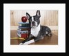 Boston terrier sitting next to a stack of books by Anonymous