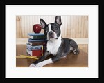 Boston terrier sitting next to a stack of books by Anonymous